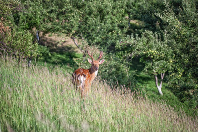 Deer in a field