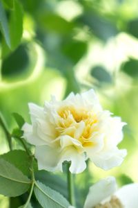 Close-up of flower blooming outdoors