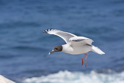 Swallow tailed gull in flight on espanola island in the galapagos