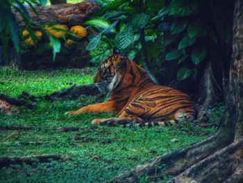 Cat relaxing on ground