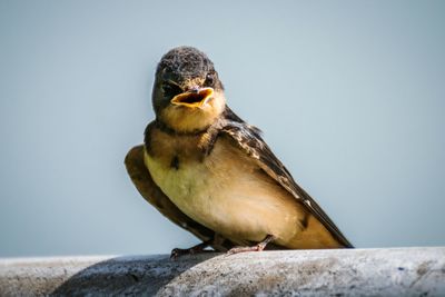 Barn swallow perching on railing against clear sky