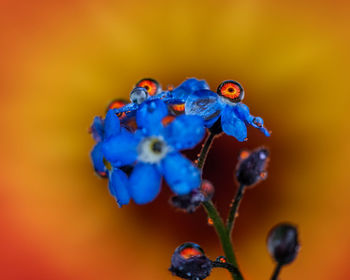 Close-up of purple flowering plant