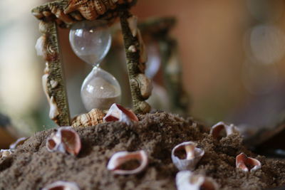 Close-up of shells