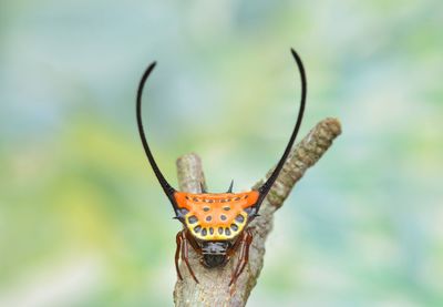 Close-up of butterfly on leaf