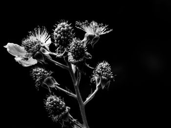 Close-up of flowering plant against black background