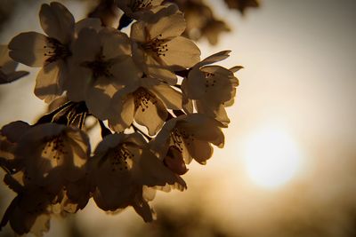 Close-up of flowers