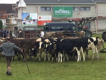 Cows on field