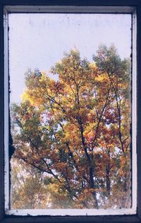 Low angle view of trees against sky during autumn