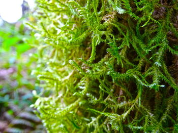 Full frame shot of fresh green plants