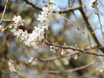 Low angle view of apple blossoms in spring