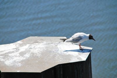 Seagull perching on wooden post