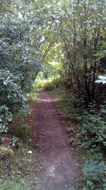 Trees in forest