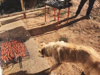 High angle view of dog on field