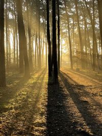 Low angle view of trees