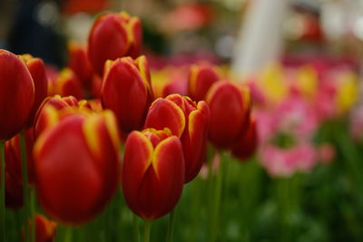 Close-up of pink tulips