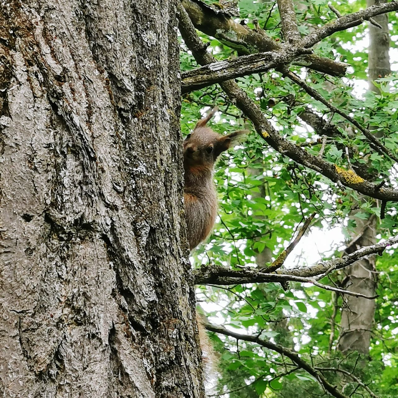 tree, plant, animal, animal themes, animal wildlife, wildlife, one animal, branch, tree trunk, trunk, nature, low angle view, mammal, no people, day, woodland, forest, outdoors, growth, land, climbing, squirrel