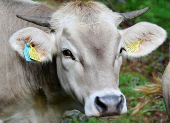 Portrait of cow