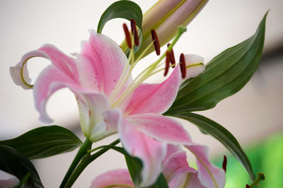 Close-up of pink flower