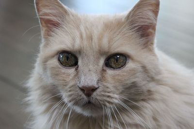 Close-up portrait of a cat