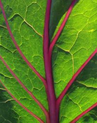 Close-up of green leaves