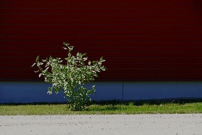 Plants growing on field against red wall