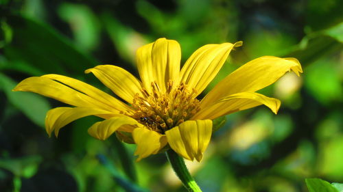 Close-up of yellow flower blooming outdoors