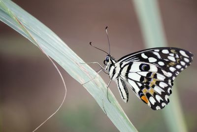 Close-up of butterfly on leaf