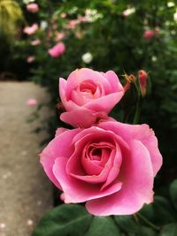 Close-up of pink rose