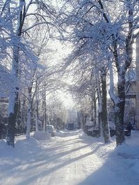 Snow covered trees against sky