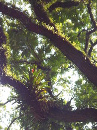 Low angle view of tree