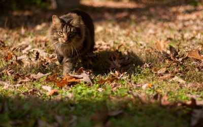 Cat looking away on field