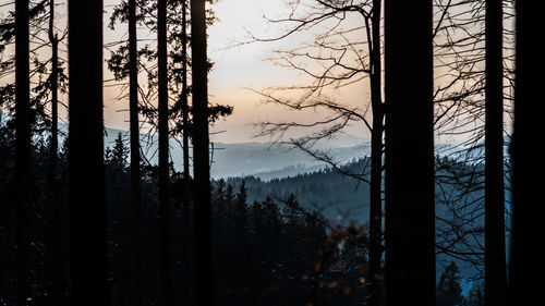 Low angle view of trees against sky during sunset