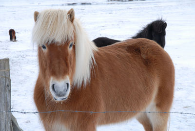 Close-up of horse standing on snow