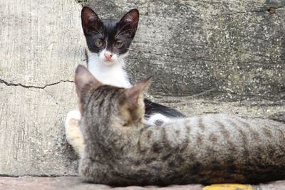 Close-up portrait of cat