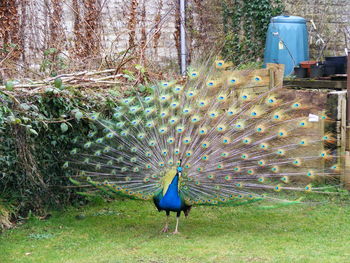Bird on field against trees