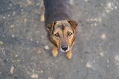 High angle portrait of dog standing outdoors