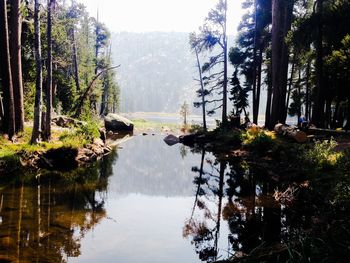 Reflection of trees in river