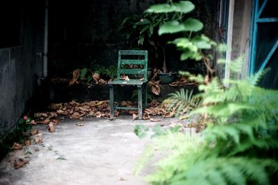 Small plants in abandoned building