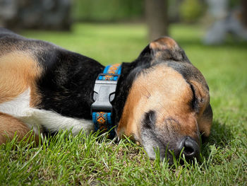 Close-up of a dog sleeping on field