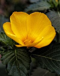 Close-up of yellow flower blooming outdoors