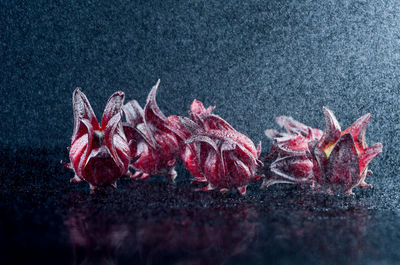 Close-up of red berries over white background