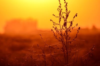 Close-up of water drops on spider web on plant during sunset