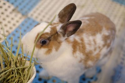 Close-up of a rabbit