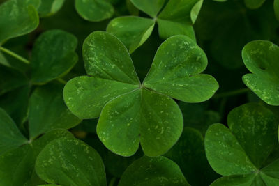 Close-up of raindrops on leaves