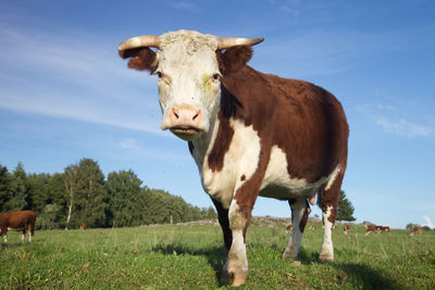 Portrait of cow standing on field against sky