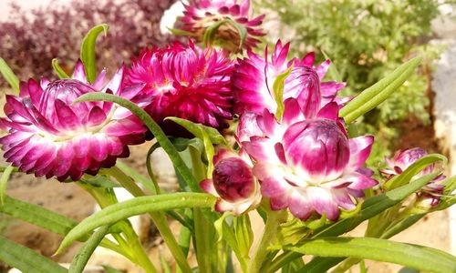 Close-up of pink flowers