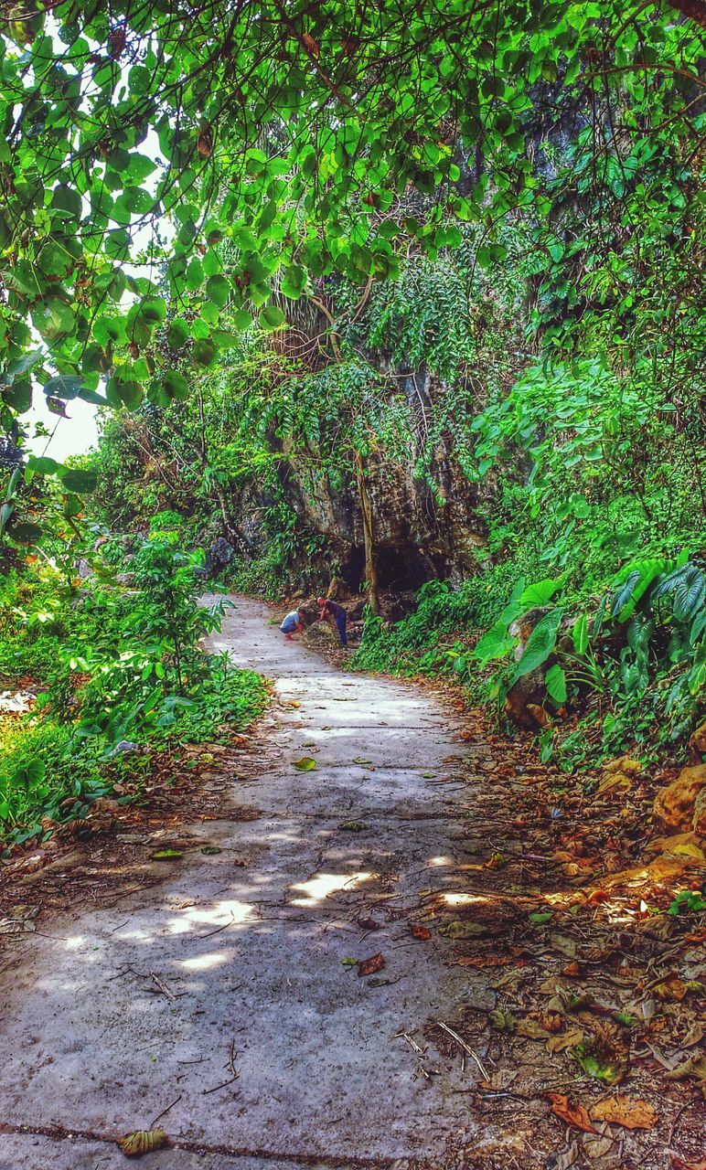 the way forward, tree, growth, diminishing perspective, green color, plant, vanishing point, nature, tranquility, forest, footpath, dirt road, lush foliage, transportation, outdoors, tranquil scene, narrow, day, branch, beauty in nature