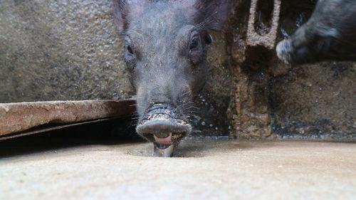 Close-up of horse drinking water in zoo