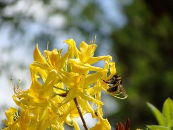 Close-up of bee pollinating on yellow flower