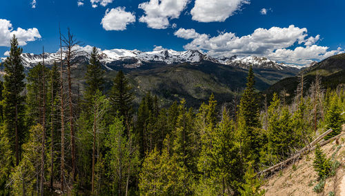 Scenic view of pine trees against sky